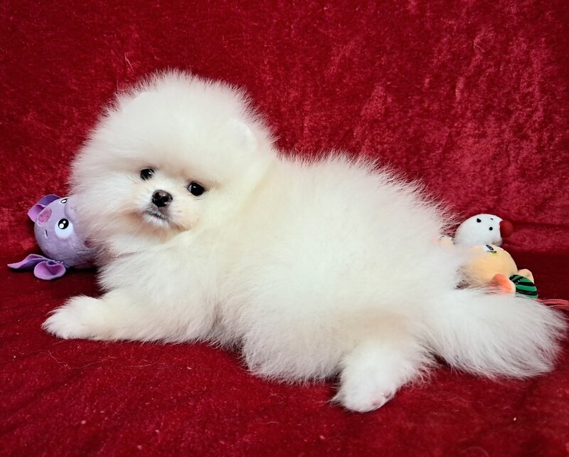 Pomeranian Spitz