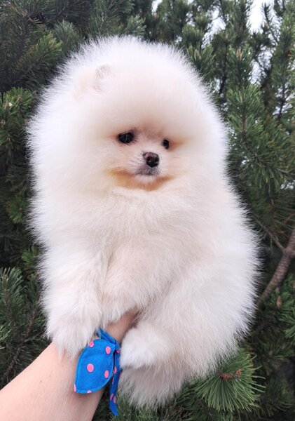 Pomeranian Spitz