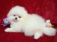 Pomeranian Spitz