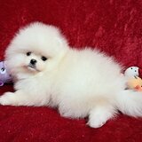 Pomeranian Spitz