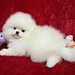 Pomeranian Spitz