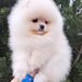 Pomeranian Spitz
